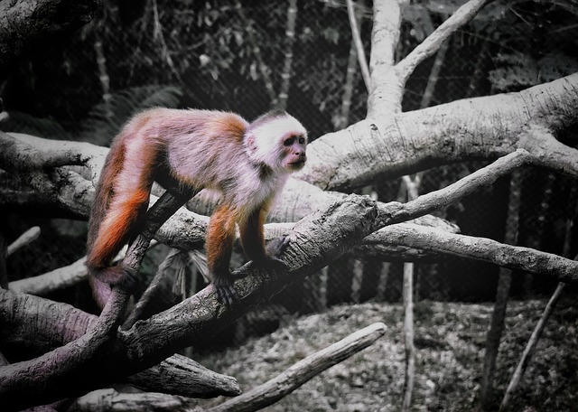 Animal, Macaco, Mono, Jardim Zoológico