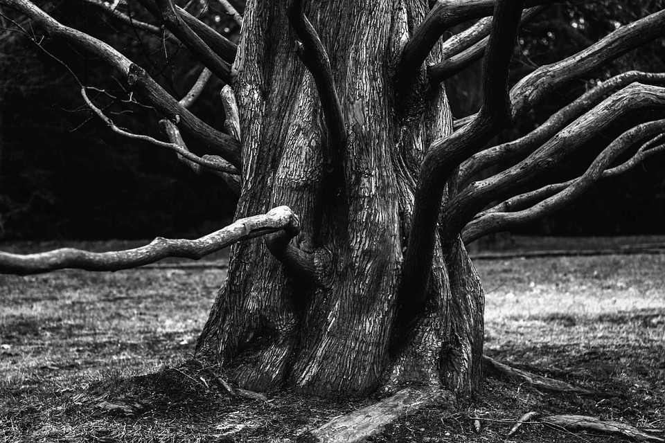 Root, Boom, Esthetische, Bijkantoren, Takken, Schors