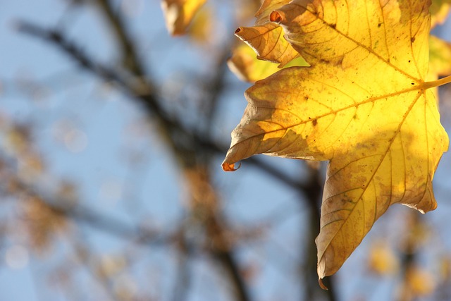 Free Autumn Leaf photo and picture