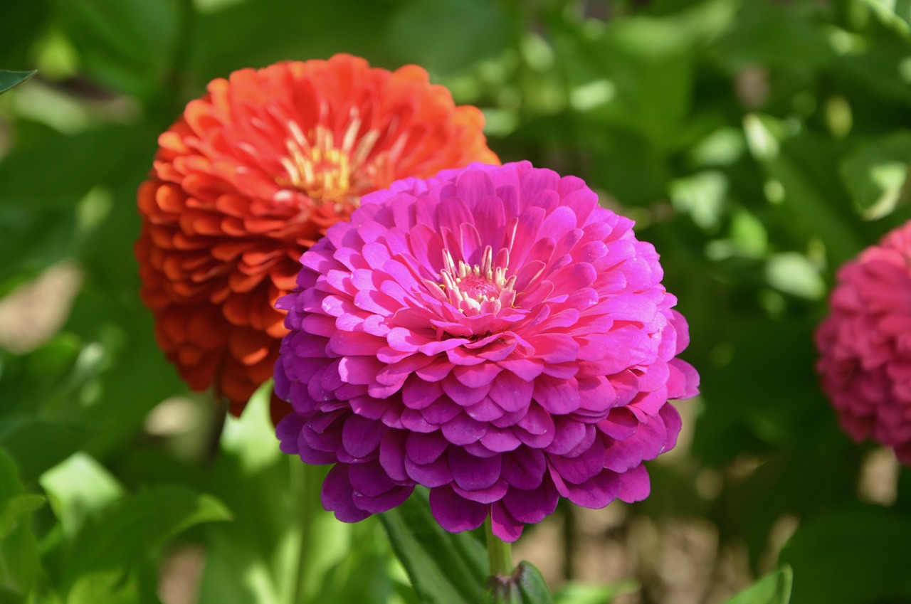 Flowers Plants Flowering Plant Free Photo On Pixabay Flowers Plants Flowering Plant Free Photo On Pixabay