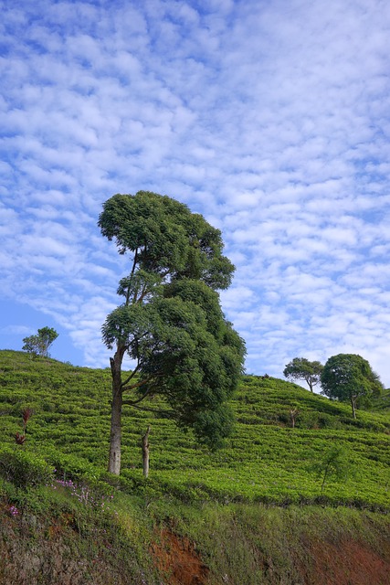 Free Mountain Landscape photo and picture