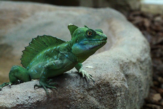 Free Lizard Nature photo and picture