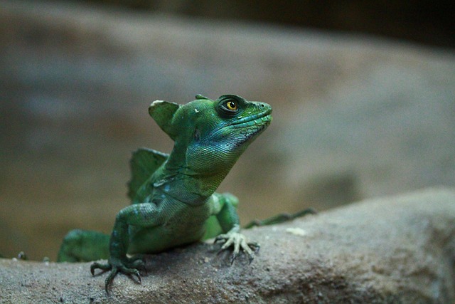 Free Lizard Nature photo and picture