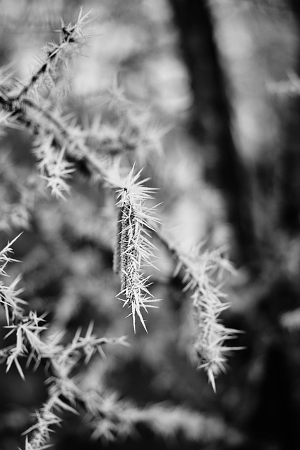Free Black-And-White Winter photo and picture