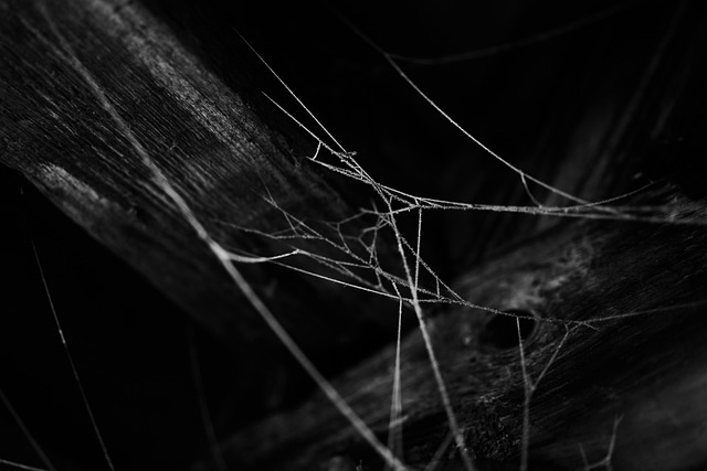 Free Black-And-White Frosty photo and picture