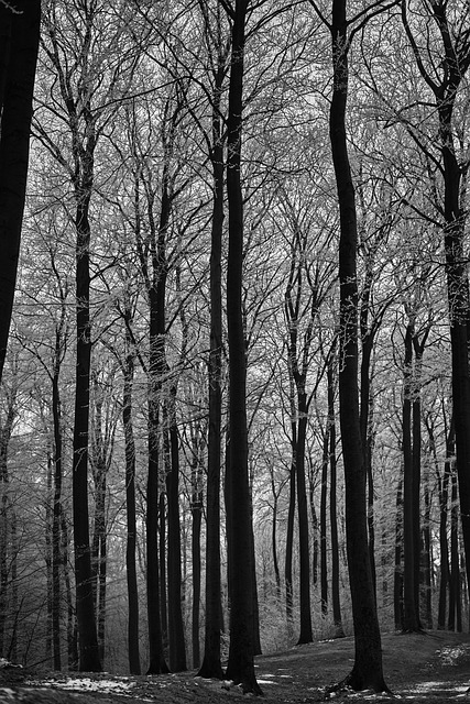 Free Black-And-White Forest photo and picture
