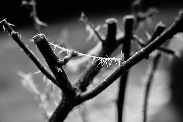 Free Winter Frosty photo and picture