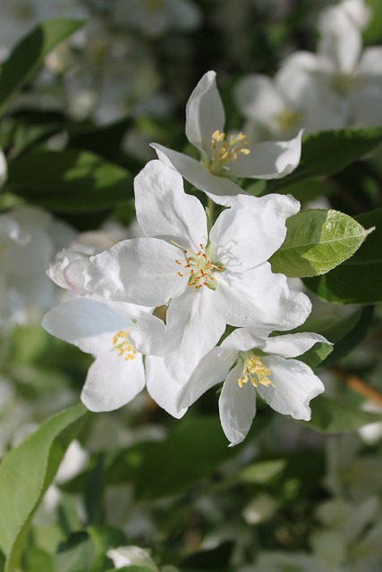 Free Flower Flower Background photo and picture