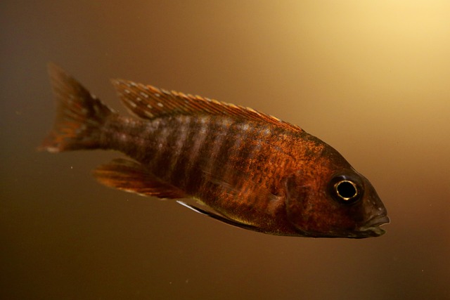 Tropischer Fisch, Fisch, Aquarium