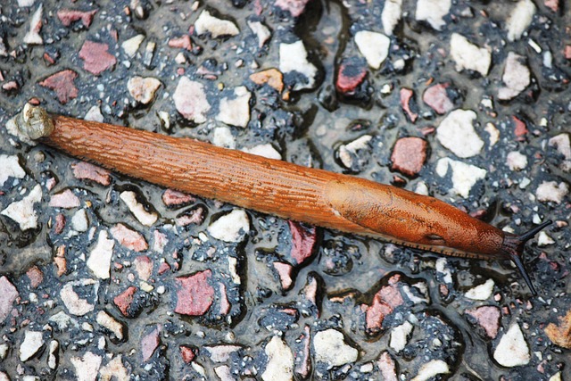 Free Snail Slug photo and picture