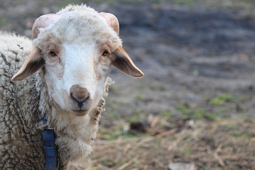 Free Sheep Lovely photo and picture