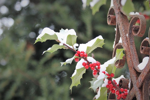 Free Llex Aquifolium Common Holly photo and picture