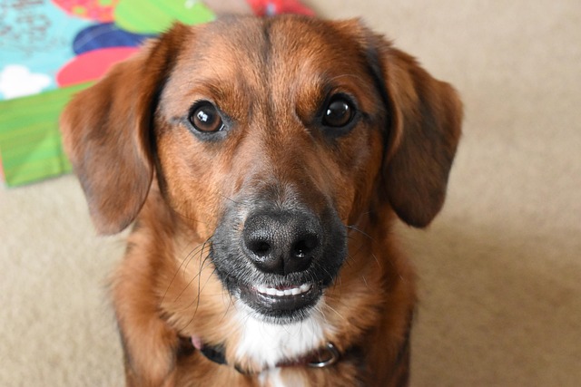 Free Dog Cute photo and picture