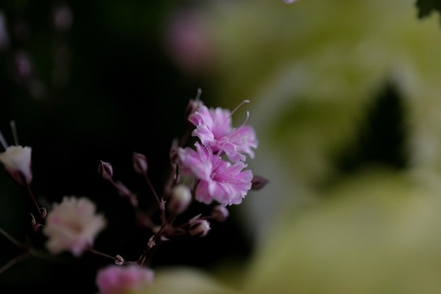 Blume, Chrysantheme, Billion, Kosmos