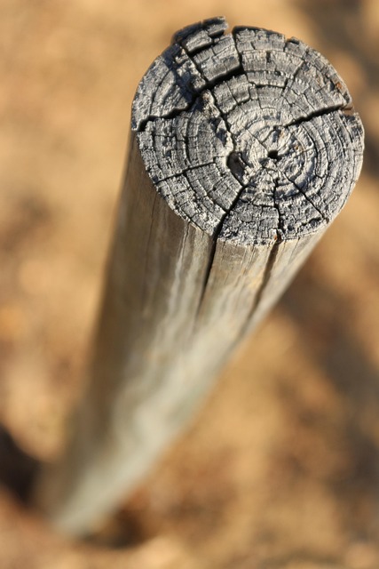 Free Branch Stick photo and picture