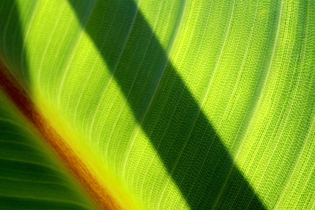 Free Leaf Shade photo and picture