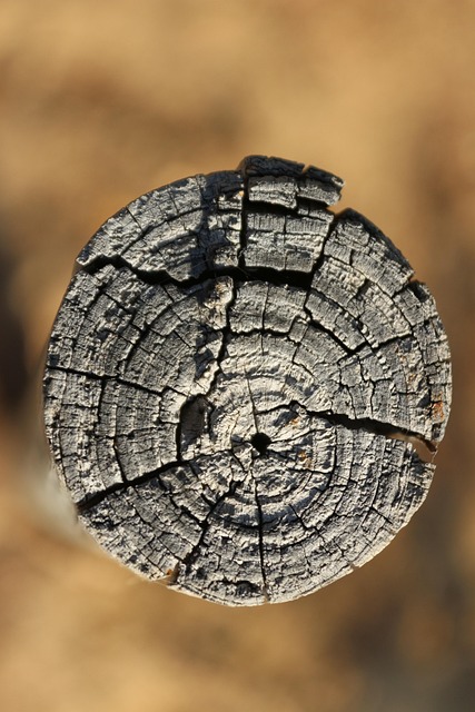Free Trunk Wood photo and picture