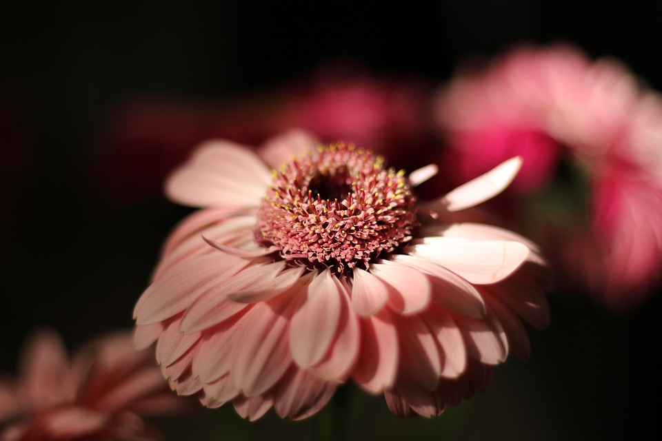 花 非洲菊 盛开 - Pixabay上的免费照片 - Pixabay