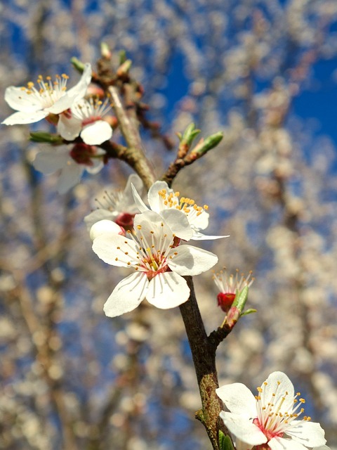 Florescer, Papel De Parede De Flores