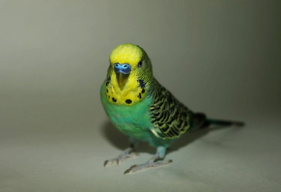 Parkit Burung Beo Biru Foto Gratis Di Pixabay
