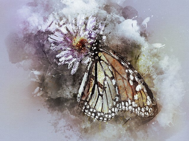 Download free HD stock image of Butterfly Butterflies Free butterfly butterflies monarch illustration