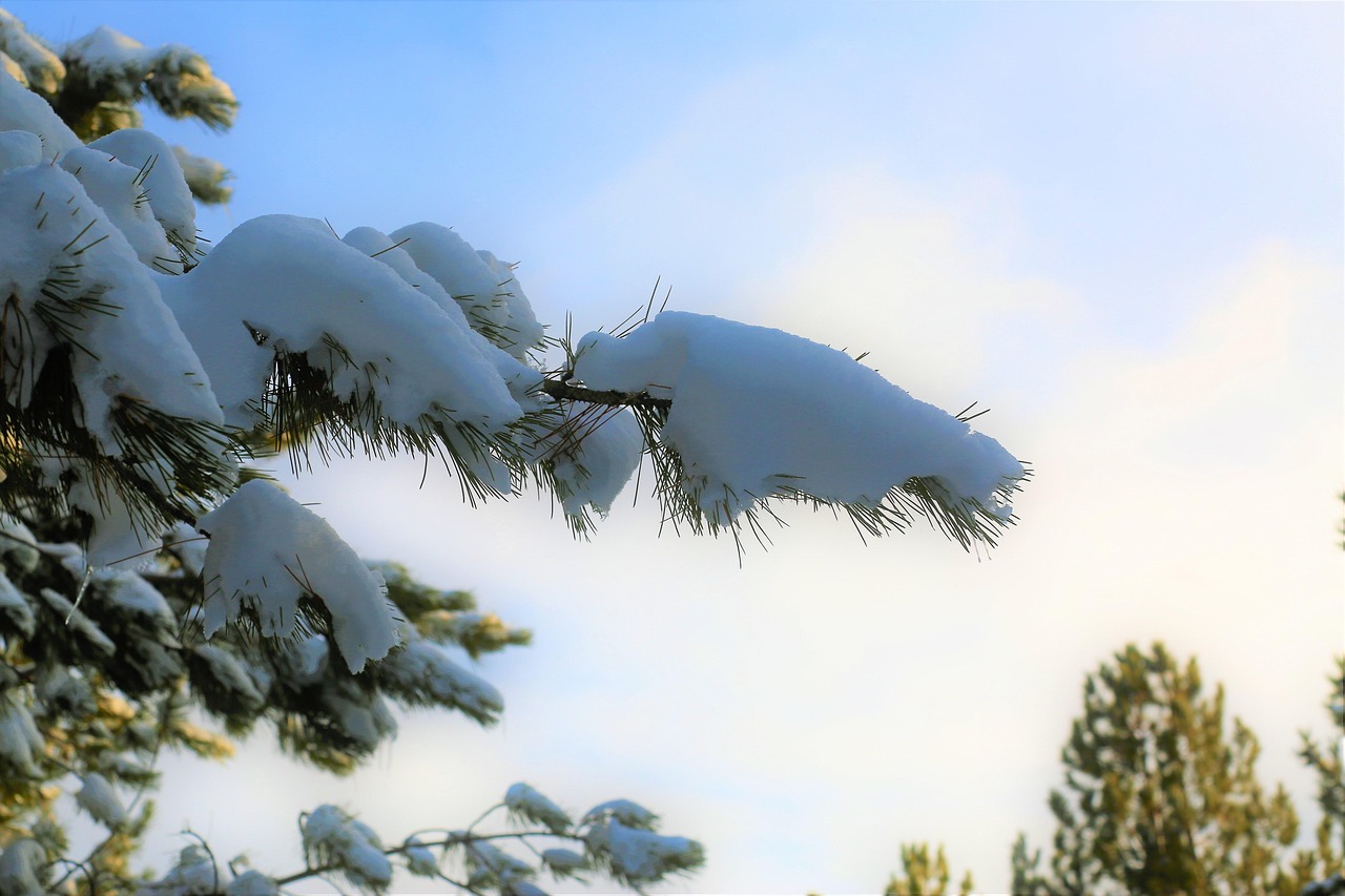 雪 冬天 冷 - Pixabay上的免费照片 - Pixabay