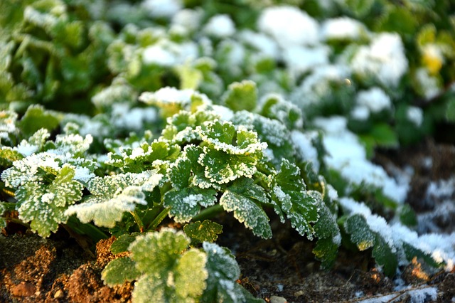 Free Parsely Herbs photo and picture
