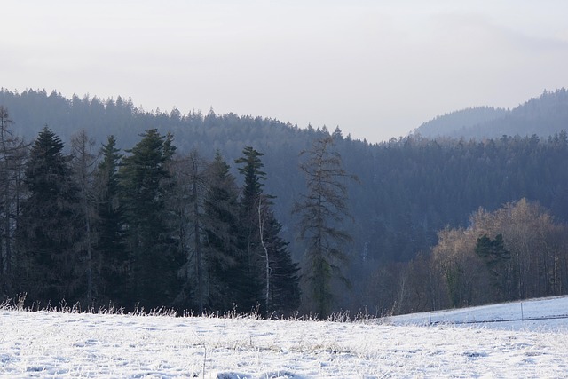 Free Winter Black Forest photo and picture