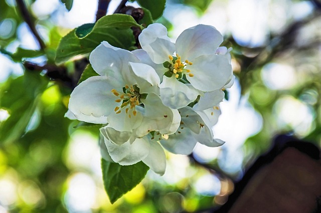 Free Blossom Bloom photo and picture