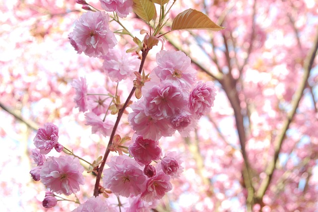 Primavera Color Rosa Bloesemtak Primavera Color De Rosa - Foto gratis en Pixabay - Pixabay