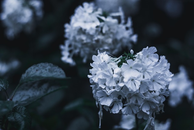 Flor, Naturaleza, Primavera, Árbol