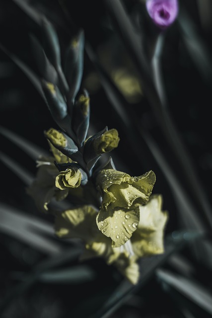 Flor, Fondo De La Flor, Blanco