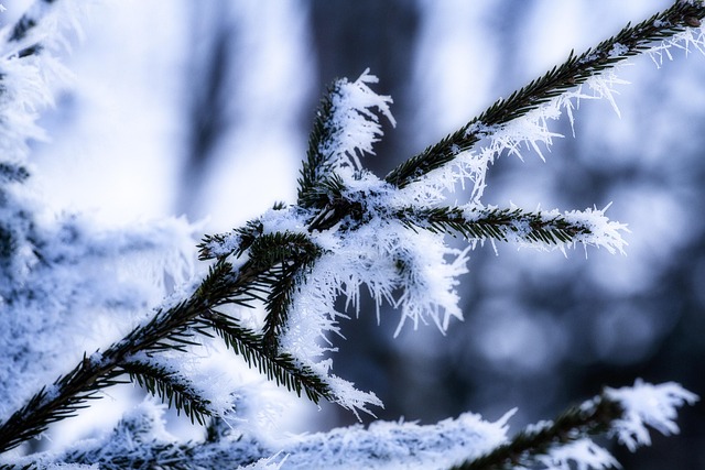 Free Snow Winter photo and picture