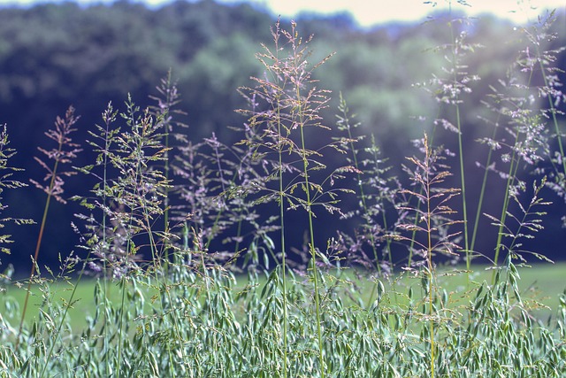 Free Grass Meadow photo and picture