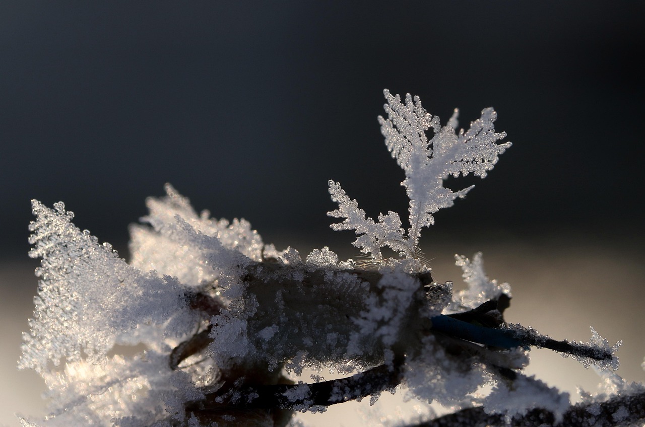 Frozen Flower Snow - Free photo on Pixabay - Pixabay