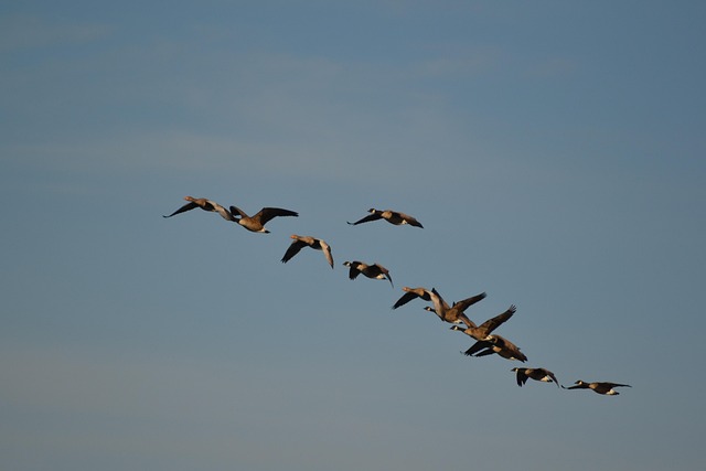 Free Wild Geese Nature photo and picture