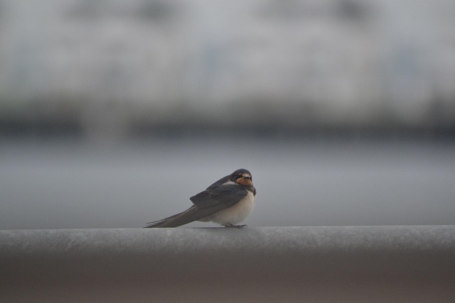 Free Swallow Birds photo and picture