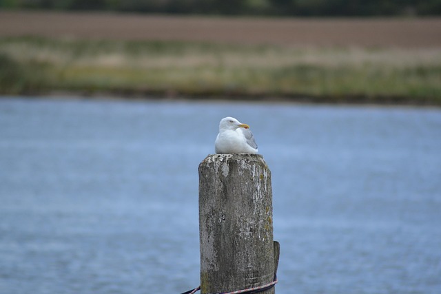 Free Gull Water photo and picture