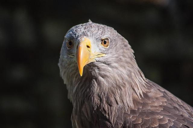 Free Eagle Raptor photo and picture
