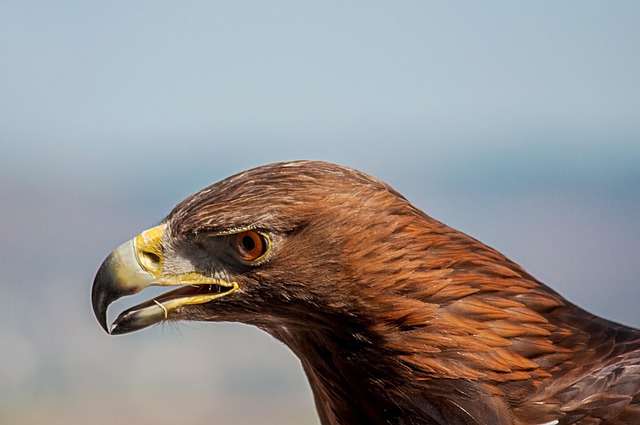 Free Eagle Raptor photo and picture