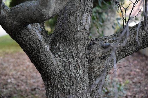 Árbol, Corteza, Madera, Tronco, Corazón