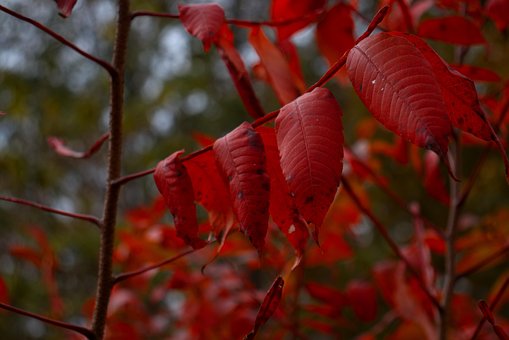 Blad, Blader, Falle, Natur, Høst