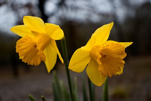 Blomst, Blomst Bakgrunn, Gul, Pedal