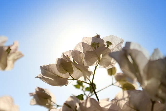 Free Flower Leaf photo and picture