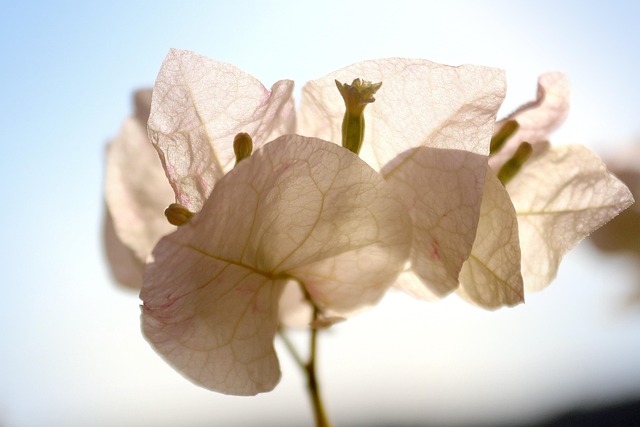 Free Purple Beautiful Flowers photo and picture