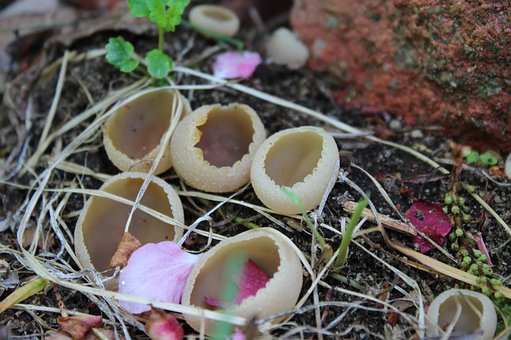 Hongos, Champiñón, Hongo, Naturaleza
