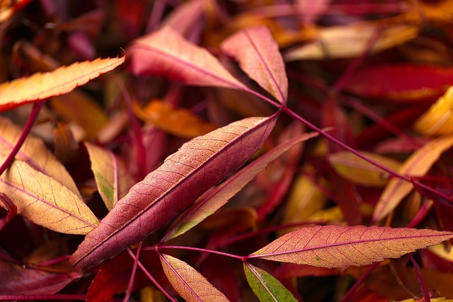 Free Autumn Nature photo and picture