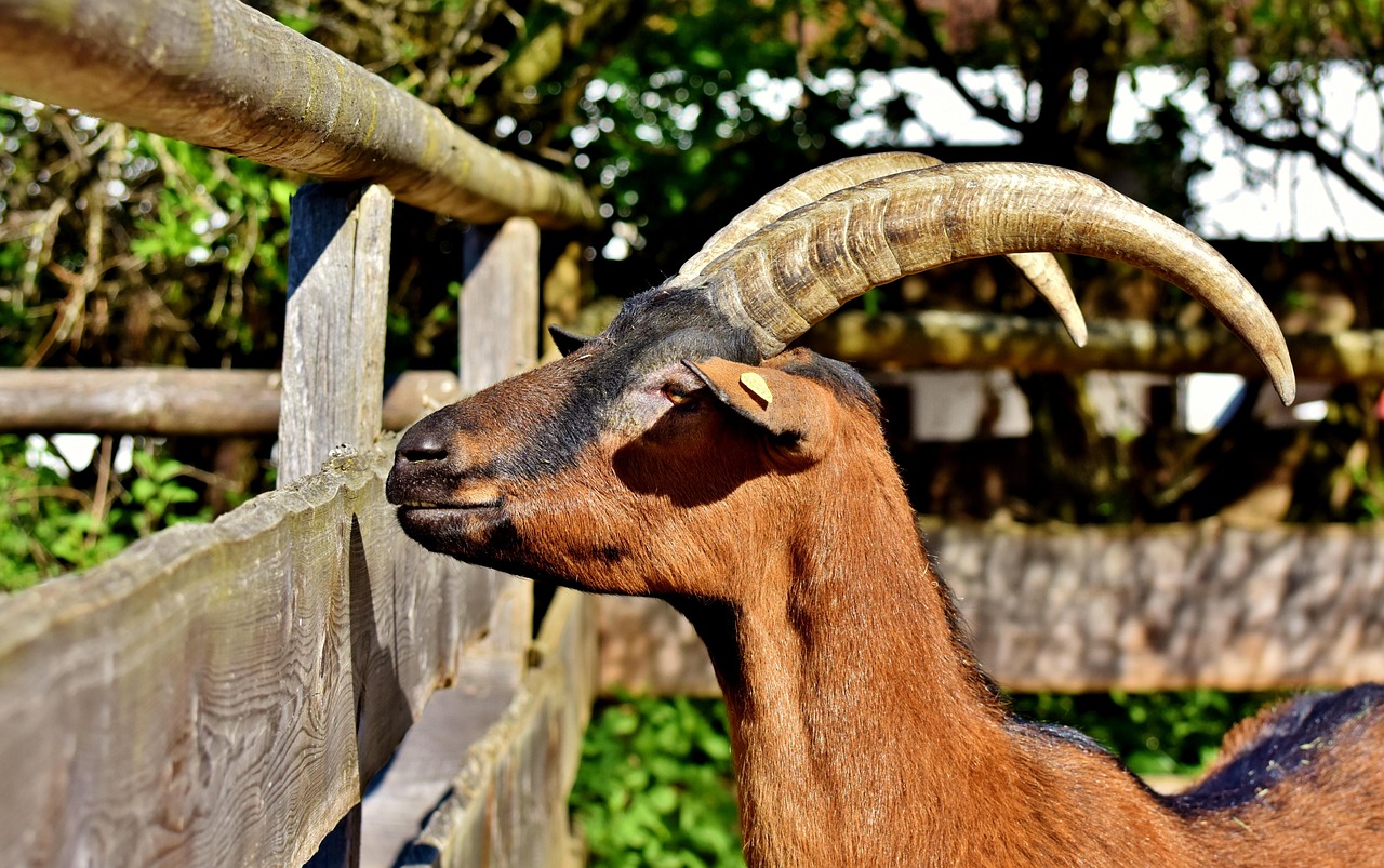 Bandot Kambing Tanduk - Foto gratis di Pixabay