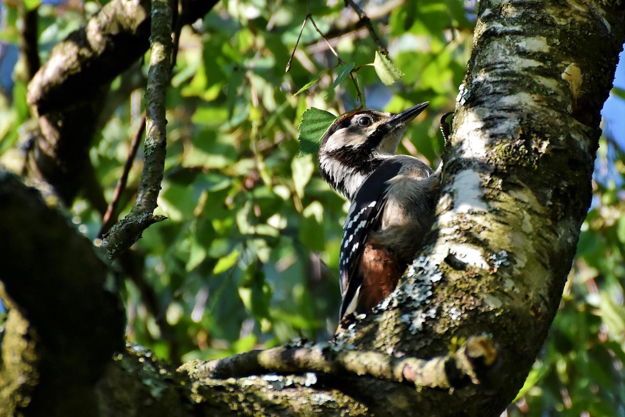Great Spotted Woodpecker - free online jigsaw puzzle photo