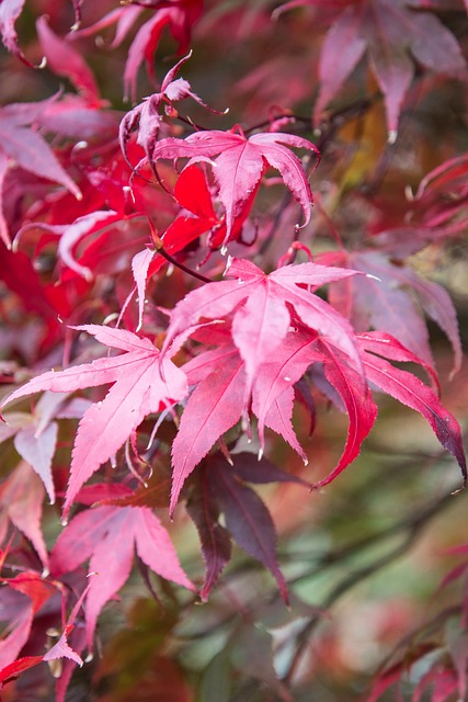 Free Leaves Tree photo and picture